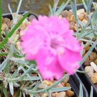 Dianthus 'Whatfield Magenta'